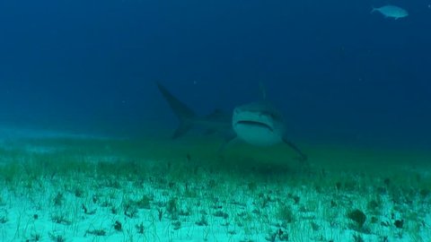 Tiger shark swims across the ocean floor towards a group of divers at the dive site, Tiger Beach, The Bahamas. 