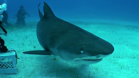 Tiger shark swimming over a sandy bottom at the dive site, Tiger Beach, The Bahamas.