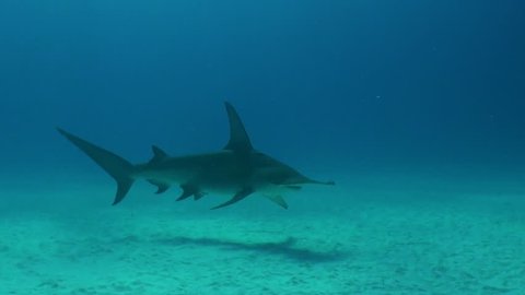 Great hammerhead shark swimming over a sandy bottom in shallow water during a shark feed dive, Bimini, The Bahamas.