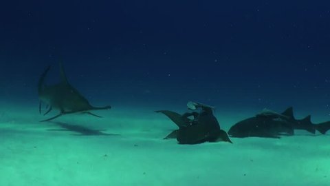 Great hammerhead and nurse sharks swimming over a sandy bottom in shallow water during a shark feed dive, Bimini, The Bahamas.