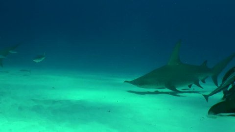 Two great hammerhead sharks swimming over a sandy bottom in shallow water during a shark feed dive, Bimini, The Bahamas.