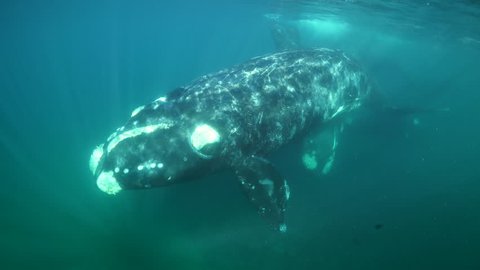 Three curious adult southern right whales swim towards the camera in the shallow waters of the Nuevo Gulf, Valdes Peninsula,  Argentina.