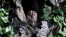 Tawny brown owl (Strix aluco) bathe in the sun in front of the breeding burrow - 4K/HD stock video
