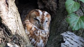 Tawny brown owl (Strix aluco) bathe in the sun in front of the breeding burrow - 4K/HD stock video
