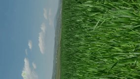 VERTICAL rotated counterclockwise shot of green fields in northern Greece. Camera movement using a jib. Ready for vertical display video use.