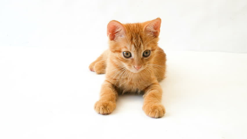 small ginger cat