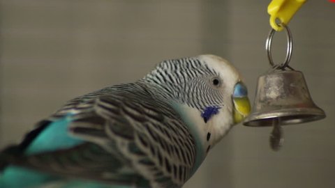 The budgerigar is trying to feed the bell
