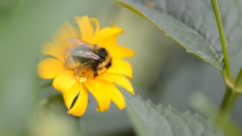 Bee bumblebee in yellow flower