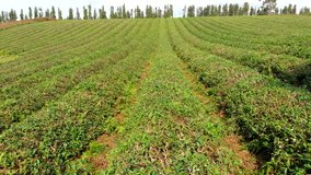 Aerial flight over tea plantation. Drone view of growing tea. Green tea plantations 4K video.