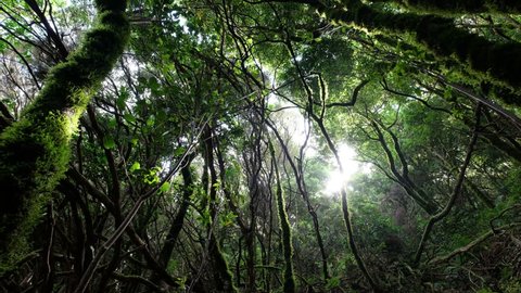 4k A Rainforest In Brazil Stockvideos Filmmaterial 100 Lizenzfrei Shutterstock