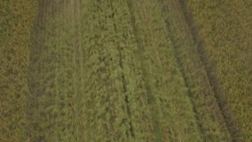 Aerial Drone footage view Combine Harvester gathers corn, Harvesting grain field, crop season in Lombardy Italy // no video editing