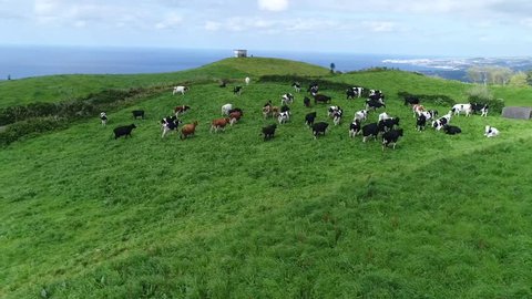 Azores Cows Running