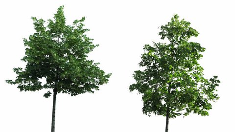 High quality 10bit footage of trees on the wind isolated on white background.  Perfect for compositing. Made from 14bit RAW