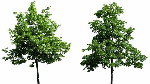 High quality 10bit footage of trees on the wind isolated on white background.  Perfect for compositing. Made from 14bit RAW