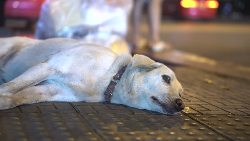 Sad Abandoned Stray Dog Trying To Survive on Streets - Face Close Up At Night | Shutterstock HD Video #1017774685