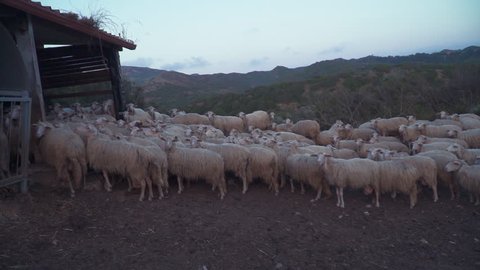 sheep flock rural italian farm