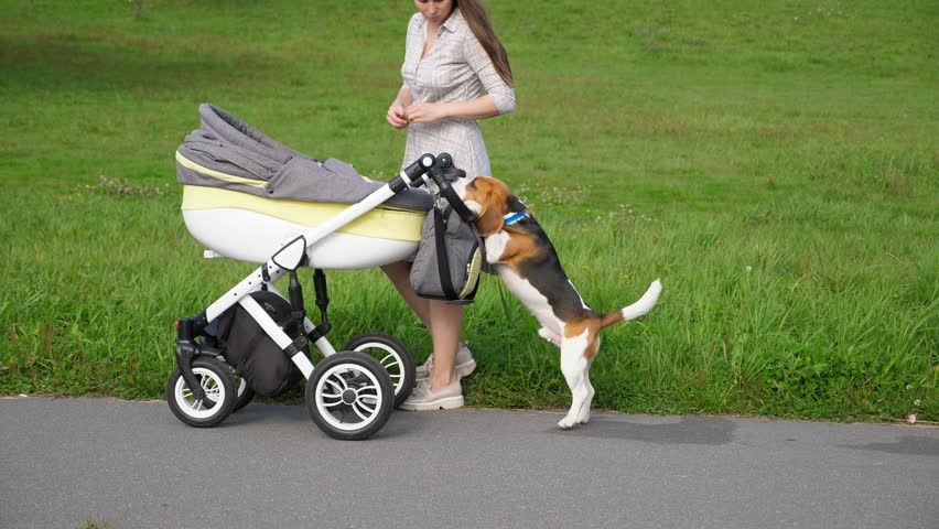 stroller for baby and dog