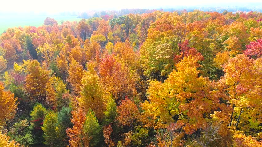 Looking down on forest treetops with breathtaking Autumn colors, Fall splendor, aerial flyover.