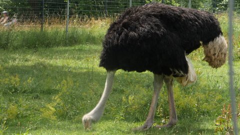 An ostrich with its head down, pecking at insects in a grassy area.