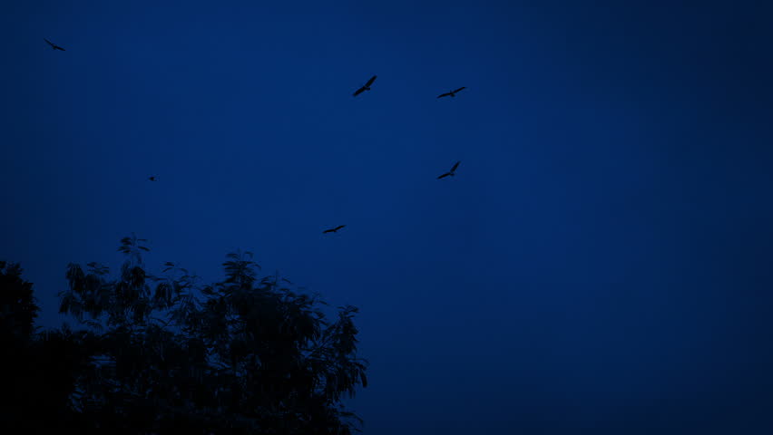 birds-circling-above-trees-night-stock-footage-video-100-royalty-free