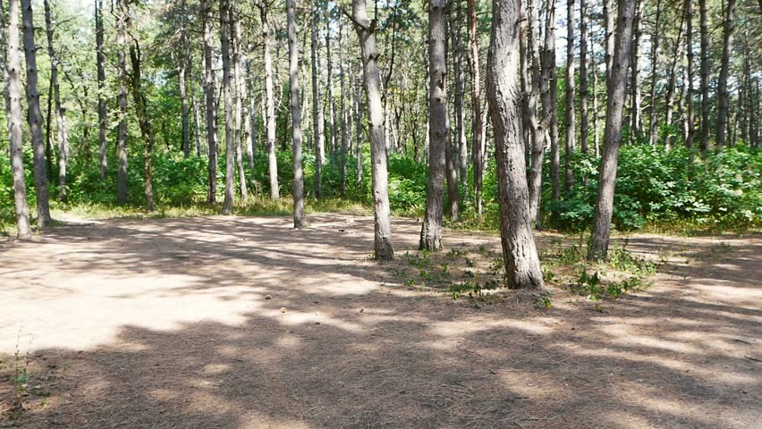 An elderly woman in the forest is resting from Nordic walking and admiring nature.