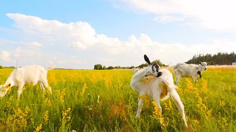 Beautiful white goats graze in the meadow. Slow motion