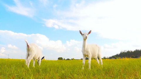 Little white goats in the meadow. The camera in motion. Slow motion
