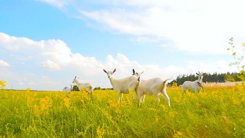 Goats are running in a field on a background of blue sky. Slow motion