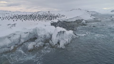 Antarctica penguins colony. Aerial drone view flight over swimming, standing Emperor penguins groups. Antarctic wildlife among snow ice sheet and raging ocean. 4k