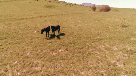 Aerial UHD 4K flight over wild staying horses herd on meadow. Flying over wild summer mountains nature. Beautiful animals at sunny rural green grass farm. Freedom ecology concept.