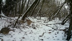 Common Pheasant (Phasianus Colchicus) in a forest with Snow in winter. Pheasant is a game bird in the Phasianidae family. Documentary Nature and Wildlife Video.