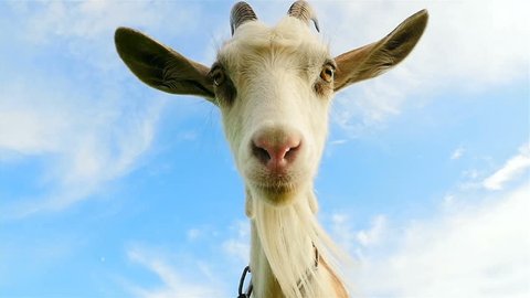 Closeup of a goat. Funny animal face. Close-up. Slow motion
