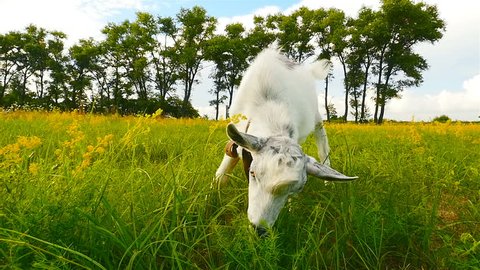 Beautiful goat. Green grass. Blue sky. Camera moves back. Slow motion