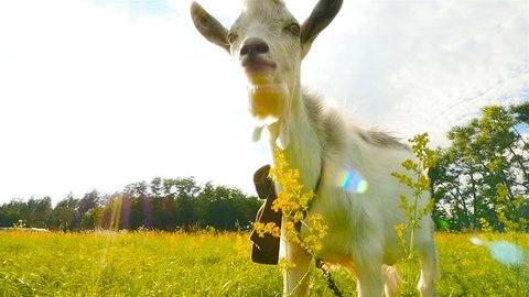 The goat touches the camera lens. Funny animal face. Close-up. Slow motion