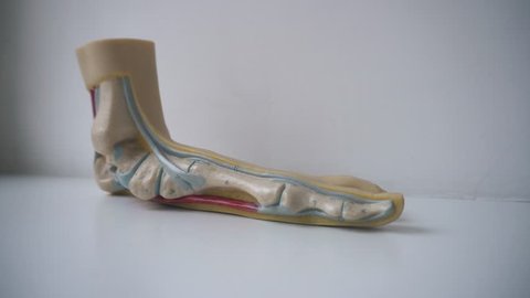 Bones and muscles of the Foot 