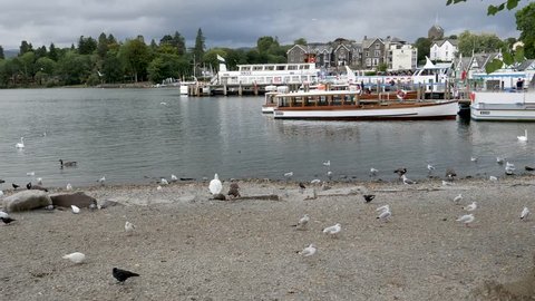 Assorted birds on the shore of Lake Windermere with boats at the dock and the town of  Bowness-on-Windermere in the background in the Lake District, England