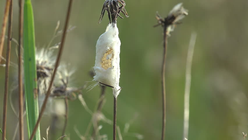Insect eggs in a cocoon of cobwebs on dry stalk of grass reeling in wind. Summer green meadow