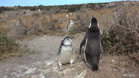 Vocalization of the chick Magellanic Penguins (Spheniscus magellanicus) in the requirement of feeding. Punta Tombo, Chubut, Argentina
