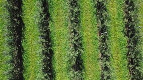 apple trees planted in rows are growing on a green background of the field in summer to harvest for manufacturing of juice. Aerial view. Camera motion up