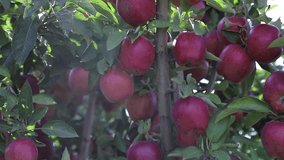 wonderful red apples are growing on the branches of trees in an orchard in the summer.