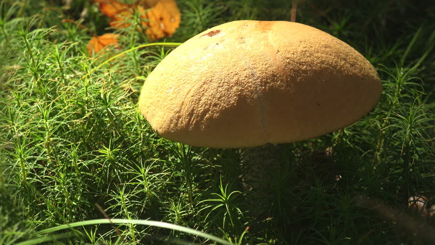 Macro Fungus: Yellow Mushroom growing in summer forest is are Ecological Systems nature