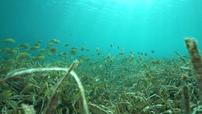 A school of fish with seagrass underwater in the Mediterranean sea ( dreamfish Sarpa salpa and neptune grass Posidonia Oceanica ), Costa Brava, Spain