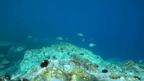Sea breams fishes underwater on a rocky bottom in the Mediterranean sea, Spain, Catalonia, Costa Brava, Cap de Creus