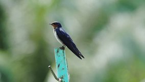 Pacific swallow perching on iron pole and looking at camera  beside big lake and flying out ,4K video .
Beautiful bird in the wild with natural bokeh blurred background.