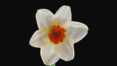 Time-lapse of opening narcissus "Barret Browning" 1a3 in RGB + ALPHA matte format isolated on black background
