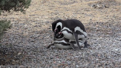 Mating of Magellanic Penguins (Spheniscus magellanicus) in Punta Tombo.  Chubut, Argentina.