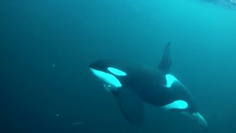 Large male orca feeding on herring, northern Norway.