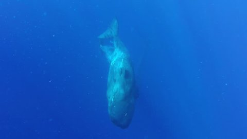 Two sperm whales swim towards the camera, Indian Ocean, Mauritius.
