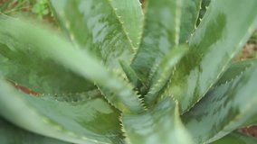 Aloe vera plant footage video