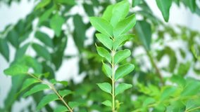 Curry leaves tree plant close up footage